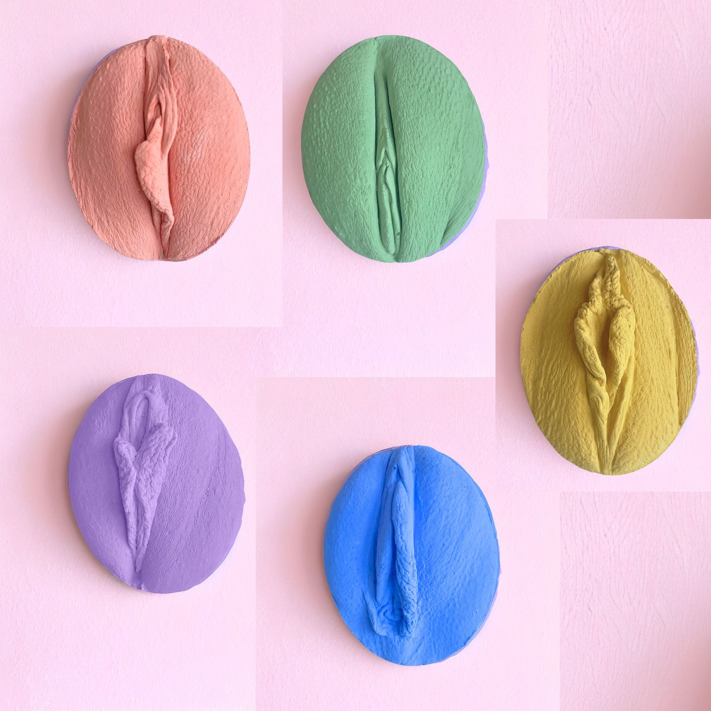 5 Vulva Anatomie Modelle, verschiedene Farben