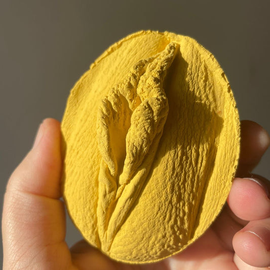 Vulva Anatomie Modell
