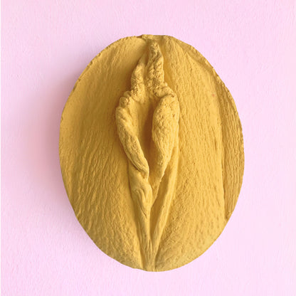 Vulva Anatomy Model