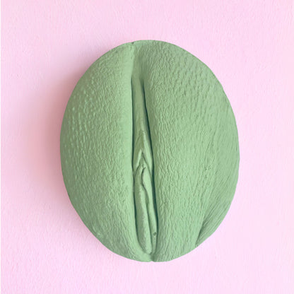 Vulva Anatomy Model