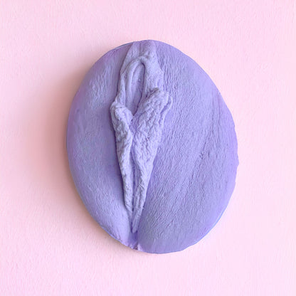 Vulva Anatomy Model