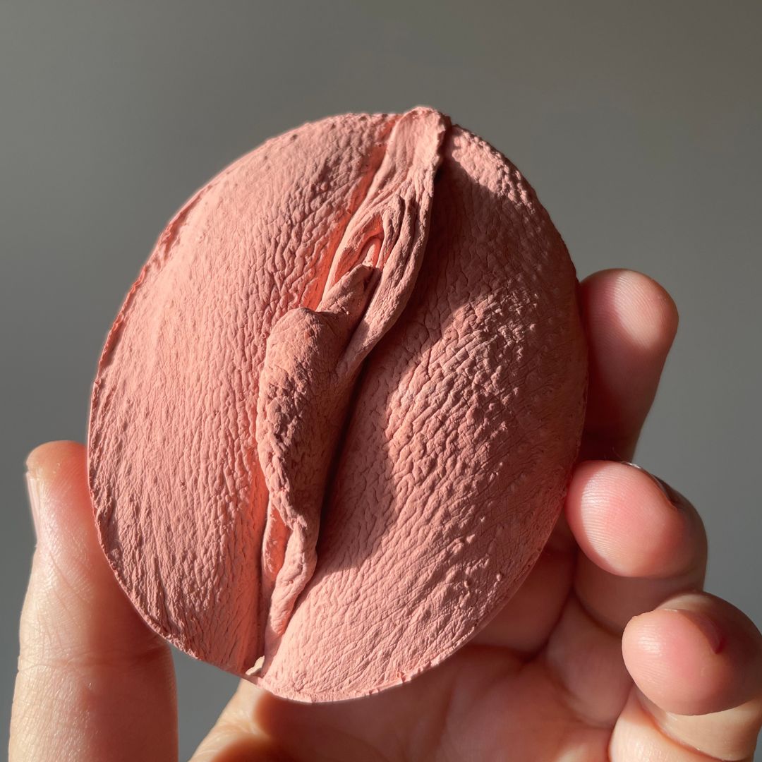 5 Vulva Anatomie Modelle, verschiedene Farben