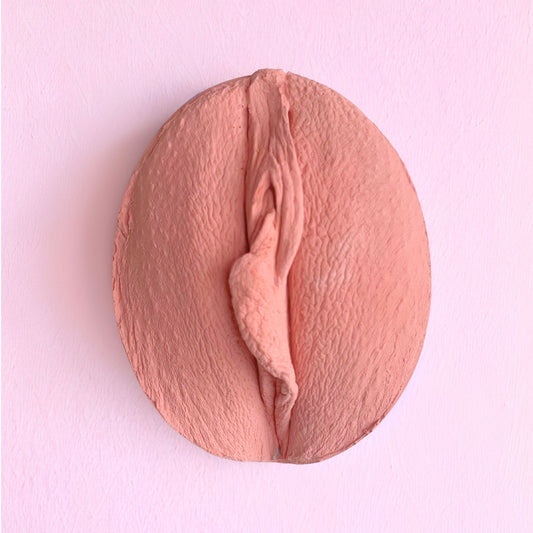 5 Vulva Anatomie Modelle, verschiedene Farben